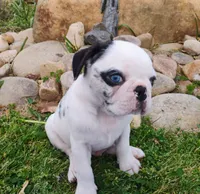 Max, a male Pug for sale in Portland, TN – Photo 2 of 6