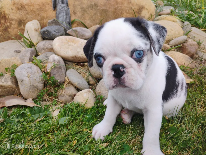 Max – Pug puppy for sale in Portland, TN