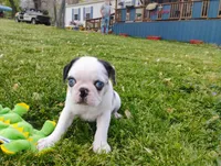 Max, a male Pug for sale in Portland, TN – Photo 3 of 6