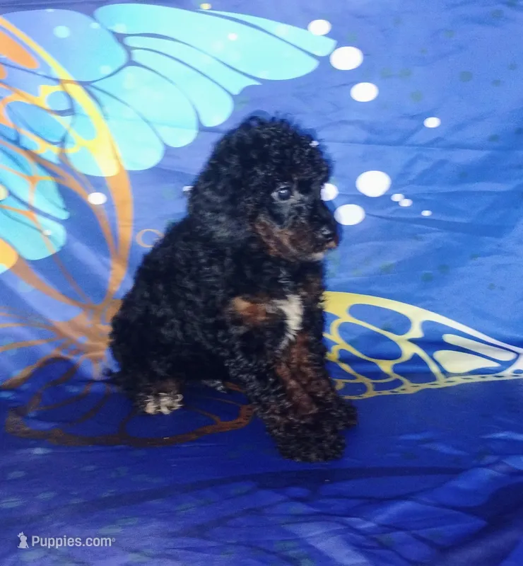 boon – Poodle - Toy  puppy for sale in Portland, TN