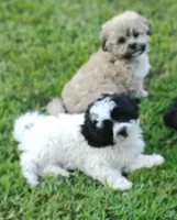 Princess, a female Bichon Frise and Shih Tzu for sale in Portland, TN – 2 of 5
