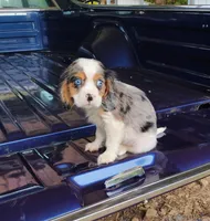 Blue-eyed Blaze, a male Cavalier King Charles Spaniel for sale in Portland, TN – 3 of 10
