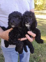 Minnie, a female Poodle - Toy  for sale in Portland, TN – 2 of 5