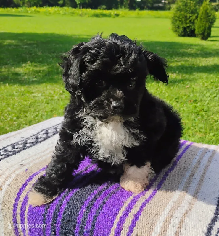 Trigger – Aussiedoodle puppy for sale in Portland, TN