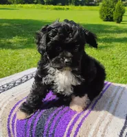 Trigger, a male Aussiedoodle for sale in Portland, TN – 1 of 6