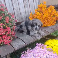 Scooter, a male Pomapoo for sale in Portland, TN – 4 of 6