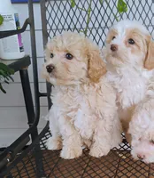 PENDING Missy, a female Maltipoo for sale in Portland, TN – Photo 3 of 4