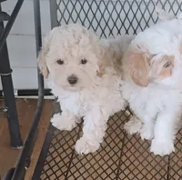 PENDING Missy, a female Maltipoo for sale in Portland, TN – Photo 1 of 4