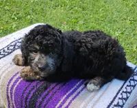 Joey, a male Schnoodle for sale in Portland, TN – 4 of 5