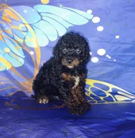 boon, a male Poodle - Toy  for sale in Portland, TN – 2 of 4