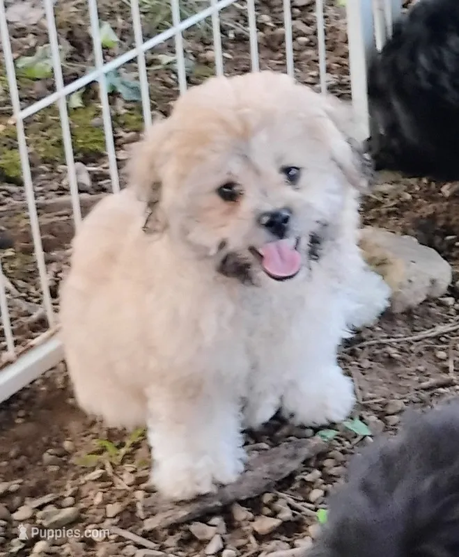 Teddy – Bichon Frise, Shih Tzu puppy for sale in Portland, TN