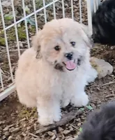 Teddy, a male Bichon Frise and Shih Tzu for sale in Portland, TN – 1 of 7