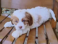 Kirby - blue eyes, a male Cavapoo for sale in Portland, TN – 3 of 6
