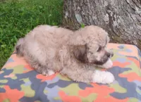 Tiger The Teddy Bear, a male Bichon Frise and Shih Tzu for sale in Portland, TN – 4 of 7