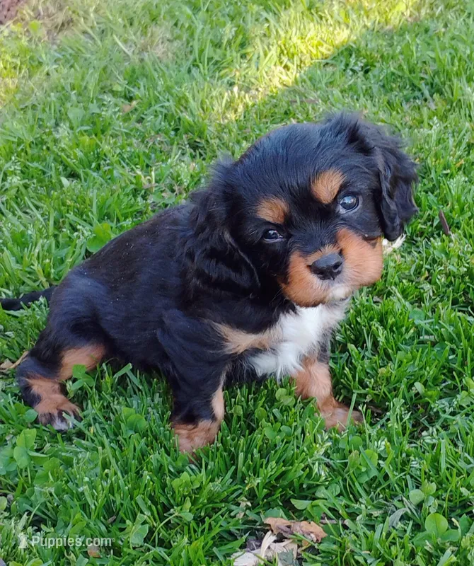 Oliver – Cavalier King Charles Spaniel puppy for sale in Portland, TN