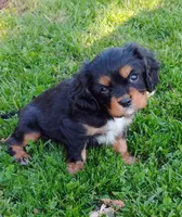Oliver, a male Cavalier King Charles Spaniel for sale in Portland, TN – Photo 1 of 4