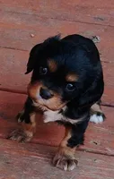 Oliver, a male Cavalier King Charles Spaniel for sale in Portland, TN – Photo 2 of 4