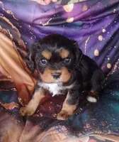 Oliver, a male Cavalier King Charles Spaniel for sale in Portland, TN – Photo 3 of 4