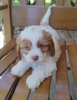 Kirby - blue eyes, a male Cavapoo for sale in Portland, TN – 6 of 6