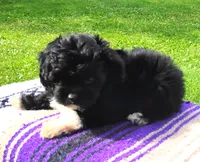 Trigger, a male Aussiedoodle for sale in Portland, TN – 2 of 6