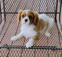 Buddy, a male Cavalier King Charles Spaniel for sale in Portland, TN – Photo 4 of 6
