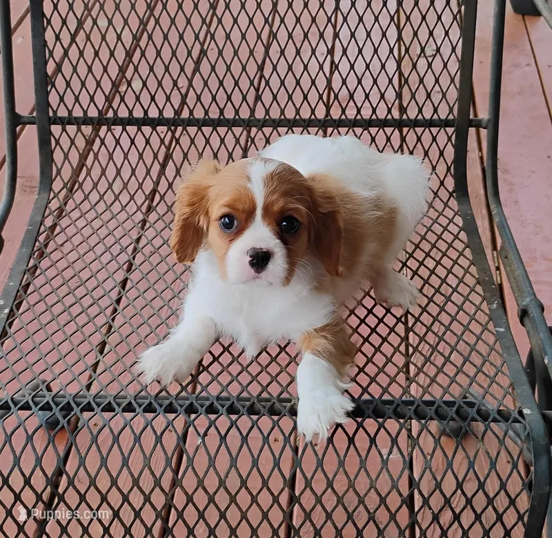 Buddy – Cavalier King Charles Spaniel puppy for sale in Portland, TN
