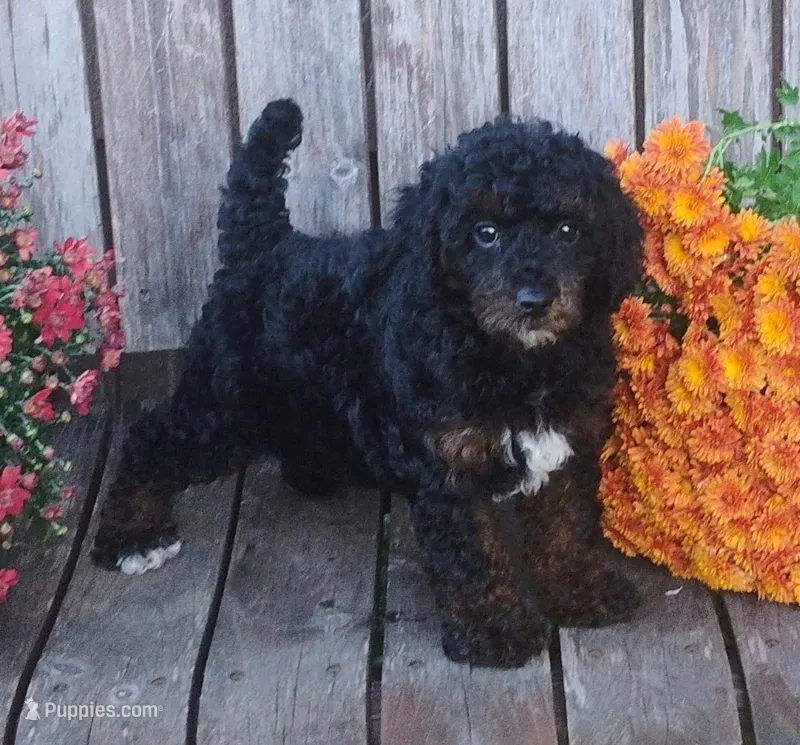 Benji – Poodle - Toy  puppy for sale in Portland, TN