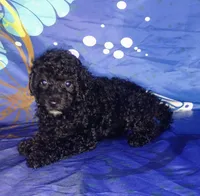 Minnie, a female Poodle - Toy  for sale in Portland, TN – 4 of 5