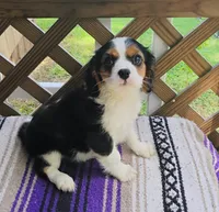 Rose, a female Cavalier King Charles Spaniel for sale in Portland, TN – 4 of 6