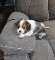 Pebbles, a female Cavalier King Charles Spaniel for sale in Portland, TN – 3 of 5