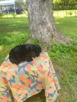 Kiki, a male Aussiedoodle for sale in Portland, TN – 3 of 5
