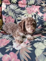 Bingo, a male Schnoodle for sale in Portland, TN – 4 of 5