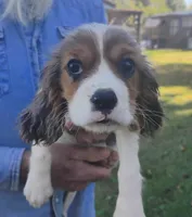 Gabrielle , a female Cavalier King Charles Spaniel for sale in Portland, TN – 4 of 5