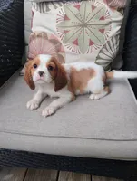 Copper, a male Cavalier King Charles Spaniel for sale in Portland, TN – 4 of 5