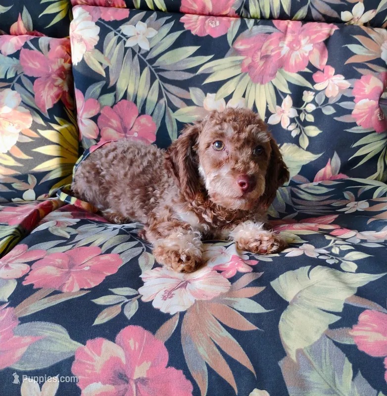 Bingo – Schnoodle puppy for sale in Portland, TN