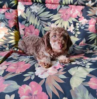 Bingo, a male Schnoodle for sale in Portland, TN – 1 of 5