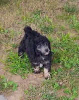 Jayjay, a male Schnoodle for sale in Portland, TN – 2 of 3