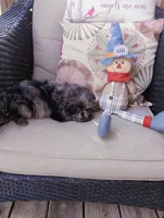 Scooter, a male Pomapoo for sale in Portland, TN – 2 of 6