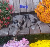 Pierre, a male Pomapoo for sale in Portland, TN – 4 of 6