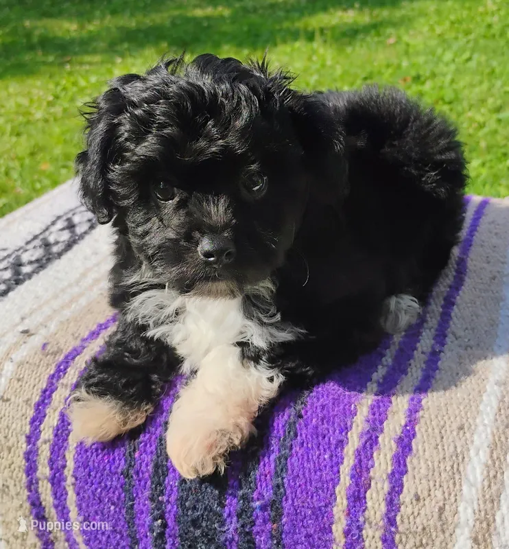 Odie – Aussiedoodle puppy for sale in Portland, TN