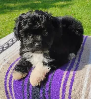 Odie, a male Aussiedoodle for sale in Portland, TN – 1 of 1