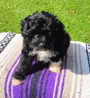 Trigger, a male Aussiedoodle for sale in Portland, TN – 6 of 6