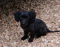 Mitzi, a male Aussiedoodle for sale in Portland, TN – 2 of 7