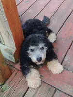 Curly, a male Schnoodle for sale in Portland, TN – 3 of 5