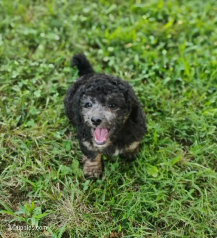 Jayjay – Schnoodle puppy for sale in Portland, TN