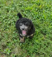 Jayjay, a male Schnoodle for sale in Portland, TN – 1 of 3