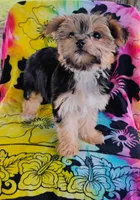 Minnie, a female Yorkshire Terrier for sale in Portland, TN – 6 of 7