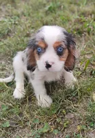 Blue-eyed Blaze, a male Cavalier King Charles Spaniel for sale in Portland, TN – 7 of 10