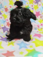 KiKi, a male Aussiedoodle for sale in Portland, TN – 4 of 5