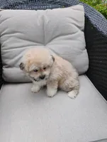 Teddy, a male Bichon Frise and Shih Tzu for sale in Portland, TN – 4 of 7